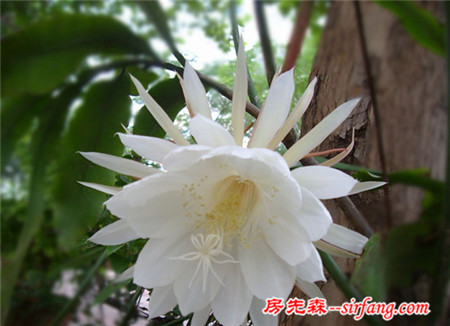 昙花的养殖方法