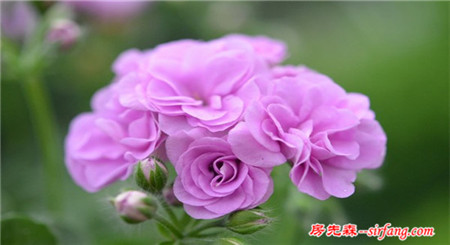 了解天竺葵的养殖方法  点缀家装少不了
