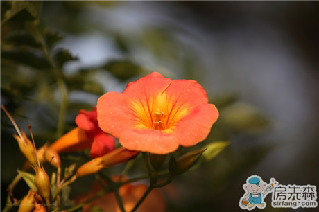 凌霄花的养殖方法 教你怎么种植凌霄花