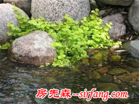 花园“小径”中的漂亮“地被植物”