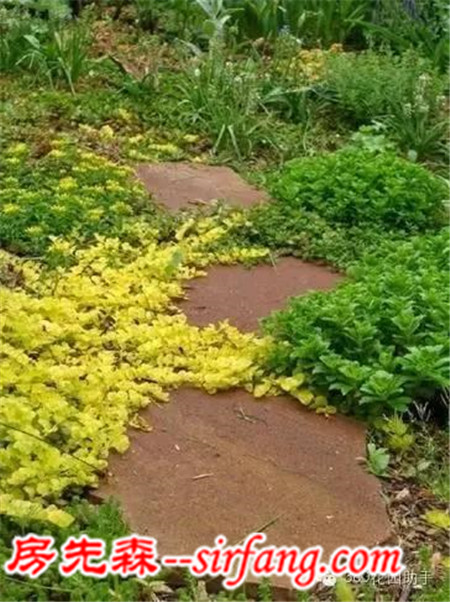 花园“小径”中的漂亮“地被植物”