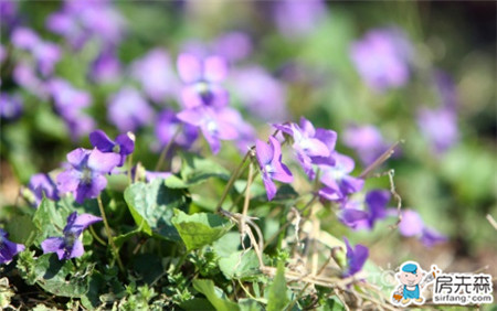 情侣必看 情人节送什么花好