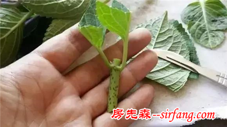 九月!最适合花卉繁殖的月份,播种,扦插,嫁接,分株,压条都要