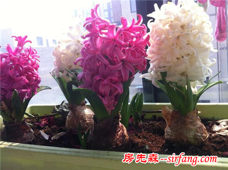 秋冬养花有窍门 ，怎么摆放花草学问多