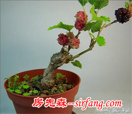 盆栽水果，既可以欣赏花，又可以收获水果，一箭双雕。