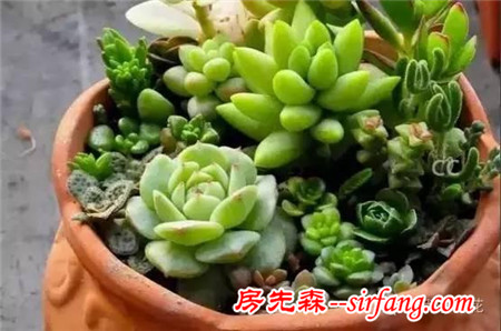 入秋后，一招不慎 多肉便會(huì)萬(wàn)劫不復(fù)！