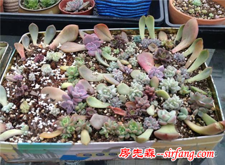 入秋后，一招不慎 多肉便會萬劫不復(fù)！
