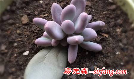 入秋后，一招不慎 多肉便會萬劫不復(fù)！