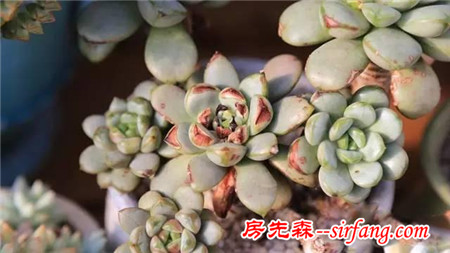 入秋后，一招不慎 多肉便會萬劫不復(fù)！