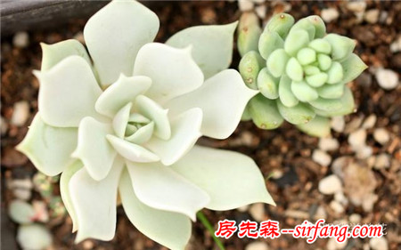 入秋后，一招不慎 多肉便會萬劫不復(fù)！