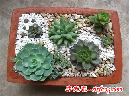 入秋后，一招不慎 多肉便會萬劫不復(fù)！