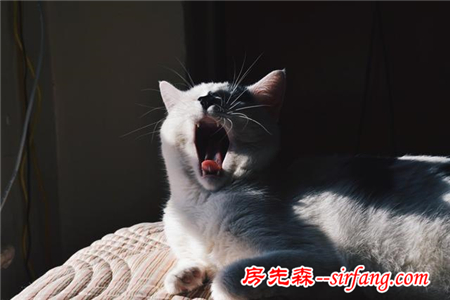 猫自己待在家里，会不会很无聊？