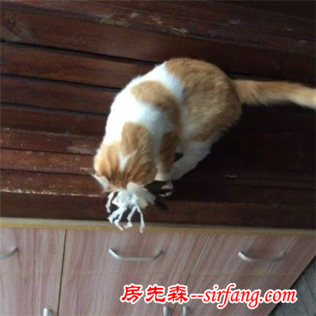 猫自己待在家里，会不会很无聊？