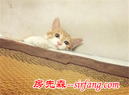 猫自己待在家里，会不会很无聊？