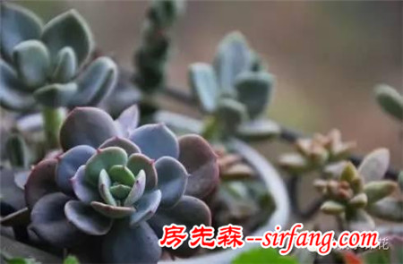 入秋后，一招不慎 多肉便會萬劫不復(fù)！
