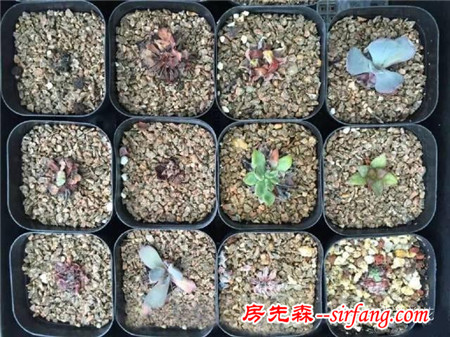 入秋后，一招不慎 多肉便會萬劫不復(fù)！
