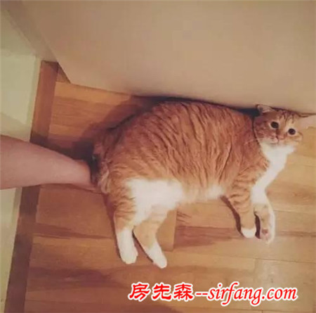 這樣星星眼的軟胖橘貓！你受得了嗎?