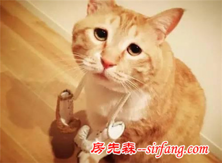 這樣星星眼的軟胖橘貓！你受得了嗎?