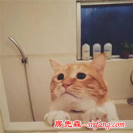 這樣星星眼的軟胖橘貓！你受得了嗎?