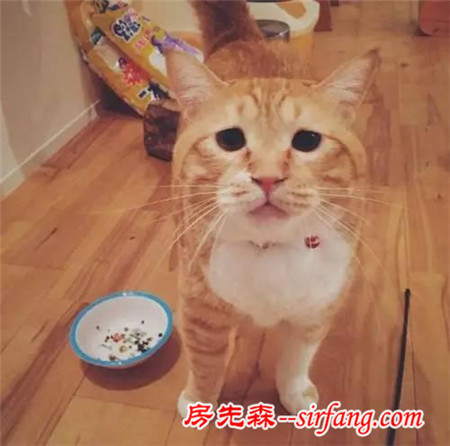 這樣星星眼的軟胖橘貓！你受得了嗎?