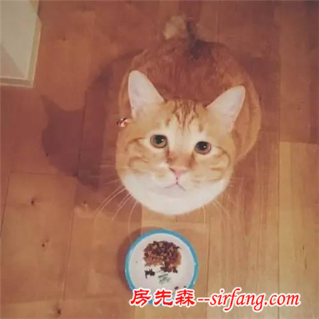這樣星星眼的軟胖橘貓！你受得了嗎?