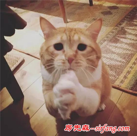 這樣星星眼的軟胖橘貓！你受得了嗎?