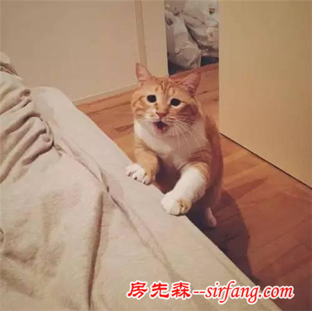 這樣星星眼的軟胖橘貓！你受得了嗎?