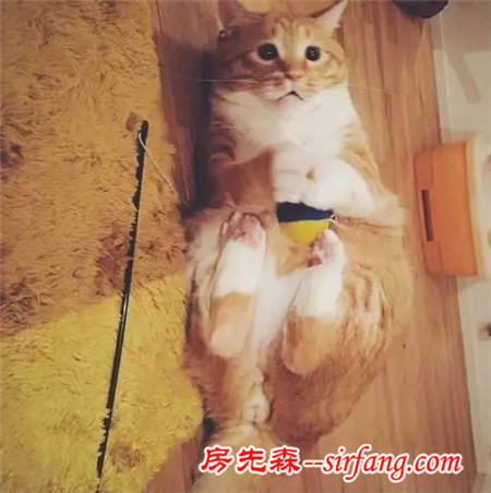 這樣星星眼的軟胖橘貓！你受得了嗎?
