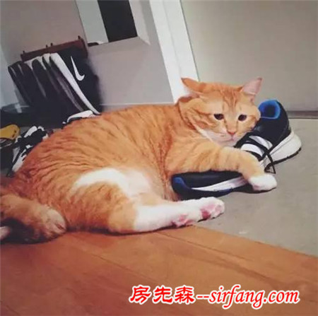 這樣星星眼的軟胖橘貓！你受得了嗎?