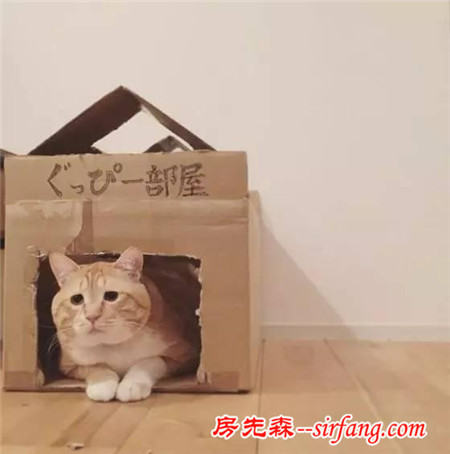 這樣星星眼的軟胖橘貓！你受得了嗎?