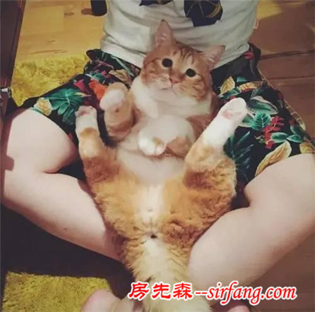 這樣星星眼的軟胖橘貓！你受得了嗎?