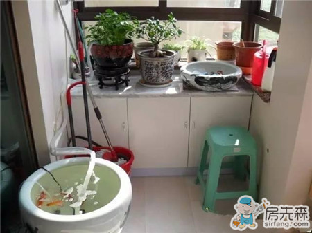 自家阳台养鱼，风生水起，财源滚滚！