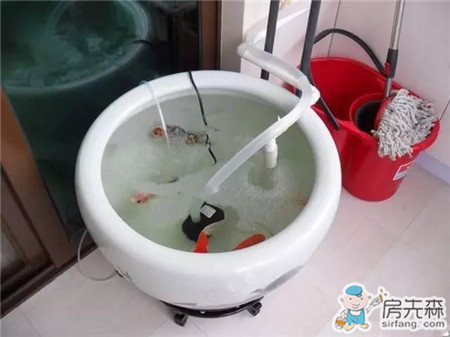 自家阳台养鱼，风生水起，财源滚滚！