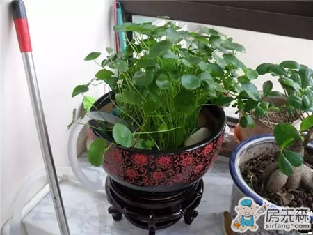 自家阳台养鱼，风生水起，财源滚滚！
