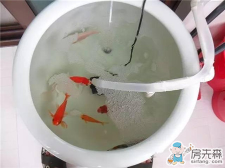 自家阳台养鱼，风生水起，财源滚滚！