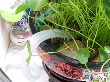 自家阳台养鱼，风生水起，财源滚滚！
