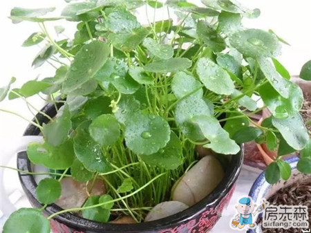 自家阳台养鱼，风生水起，财源滚滚！