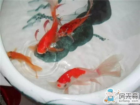 自家阳台养鱼，风生水起，财源滚滚！