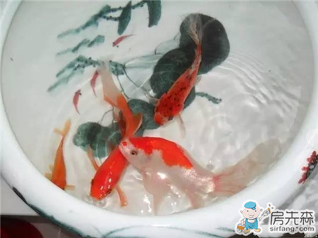 自家阳台养鱼，风生水起，财源滚滚！