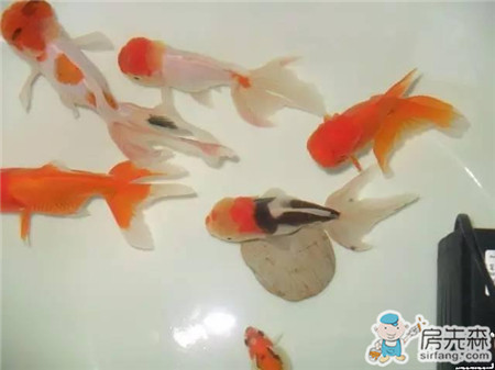 自家阳台养鱼，风生水起，财源滚滚！