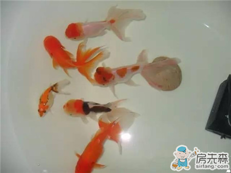 自家阳台养鱼，风生水起，财源滚滚！