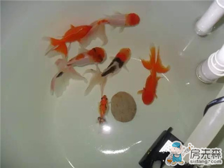 自家阳台养鱼，风生水起，财源滚滚！