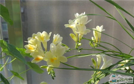 客厅花卉摆放与室内风水的这些讲究你知道吗？
