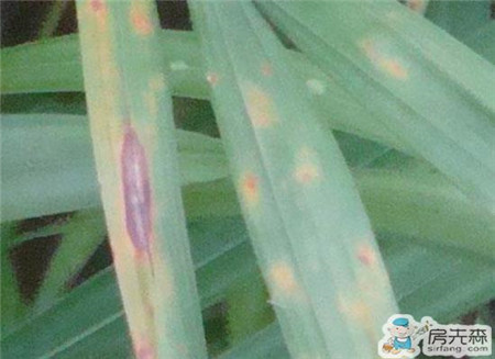 散尾葵叶斑病有何症状 如何防治