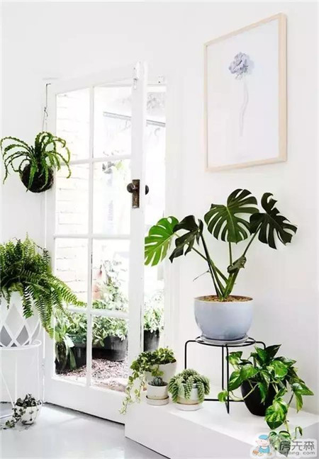 室内装饰：这样种绿植，比家里有个后院还强