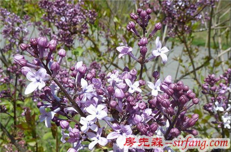 说你最爱——丁香花？