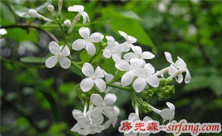 说你最爱——丁香花？