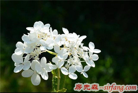 说你最爱——丁香花？