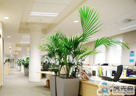 办公室植物摆放有讲究 办公室植物摆放风水知识